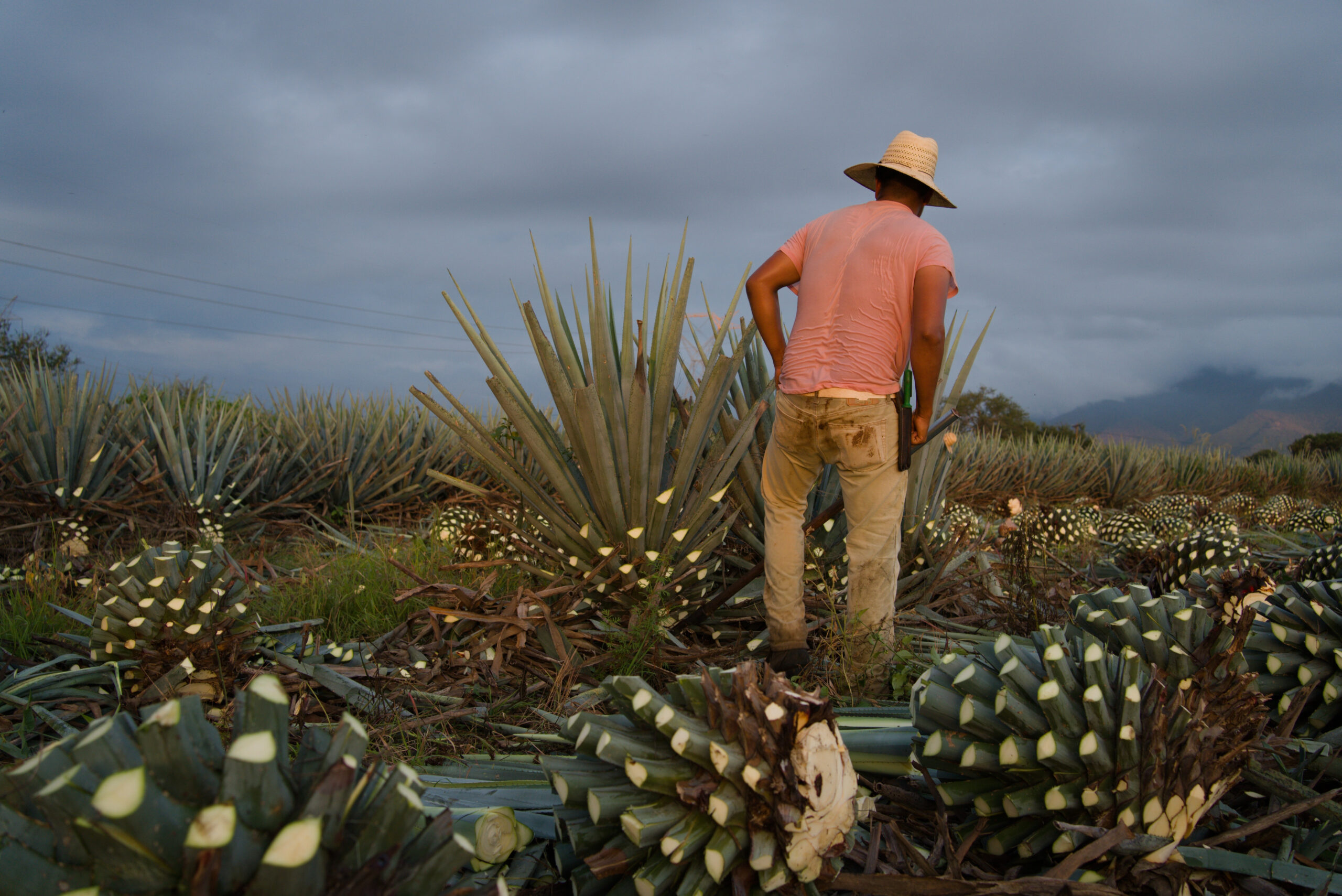 A back view of a farmer in a straw haharvesting an agave plant in the countryside