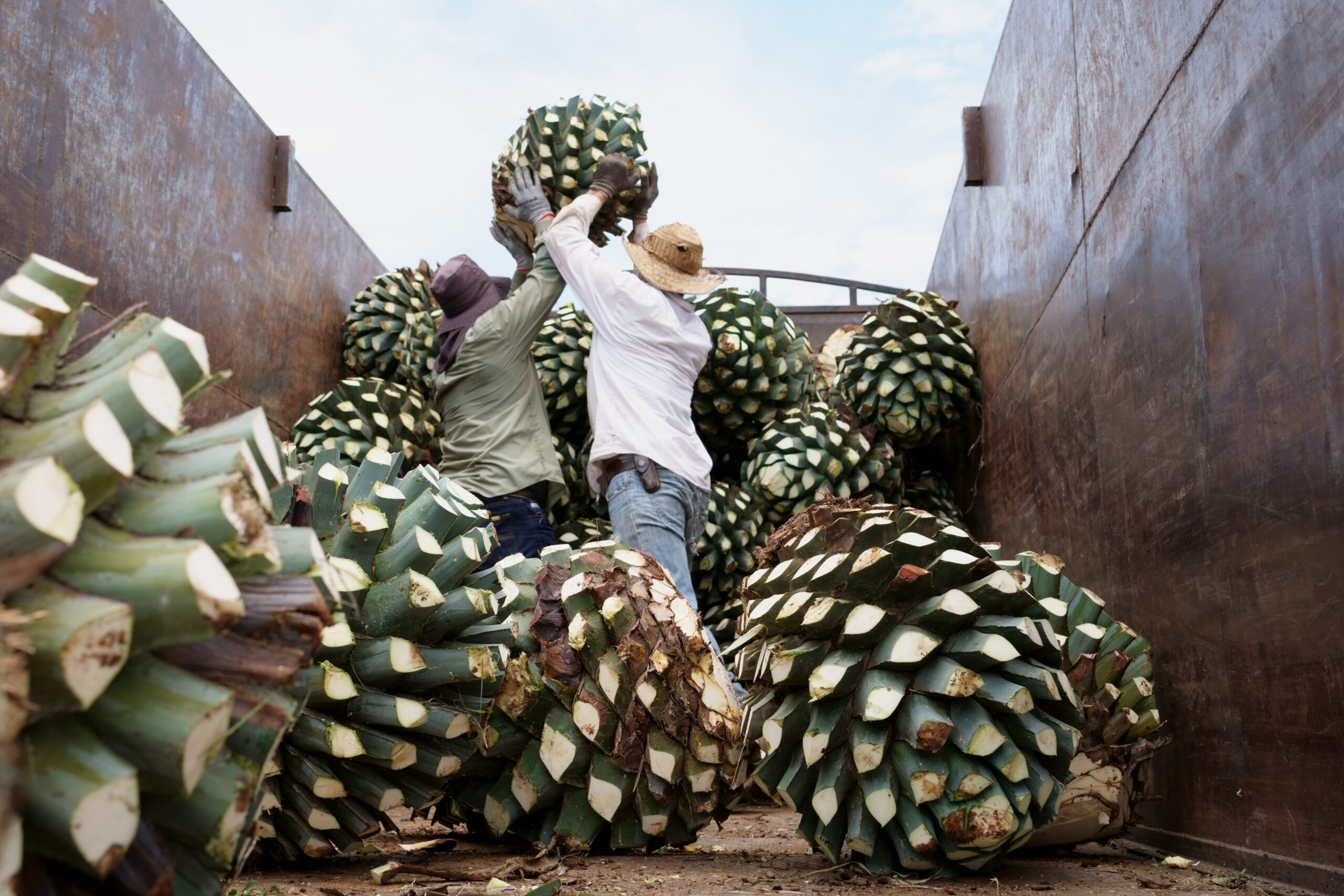 A back view of farmers loading a large truck with harvested agave plants
