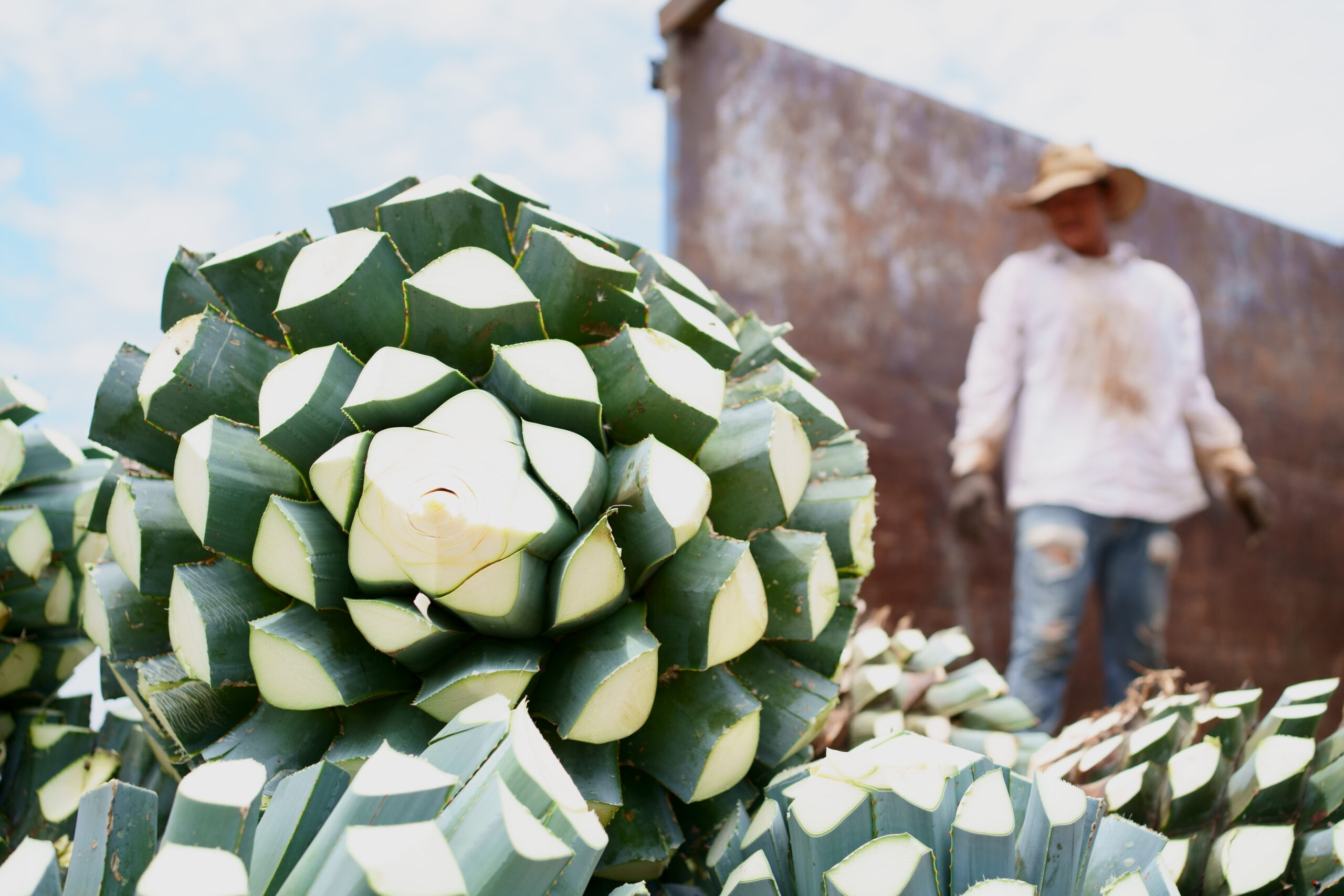 A selective focus shot of harvested agava plants with farmer standing on the backg